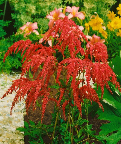 Astilbe thunbergii Rote Straußenfeder 9 cm Topf - Größe nach Saison