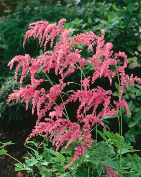 Astilbe thunbergii Straußenfeder 9 cm Topf - Größe nach Saison