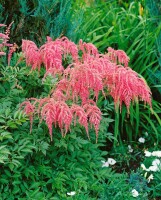 Astilbe thunbergii Straußenfeder 9 cm Topf - Größe nach Saison