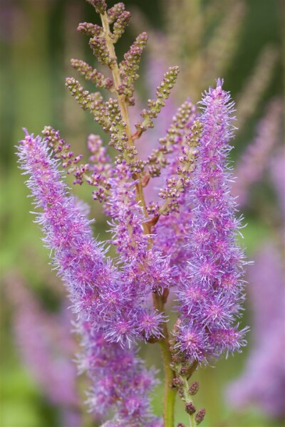 Astilbe x arendsii Amethyst 9 cm Topf - Größe nach Saison