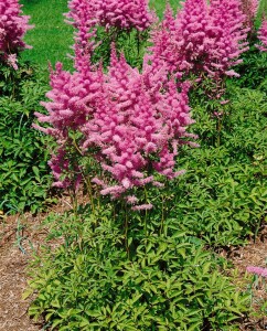 Astilbe x arendsii Amethyst 9 cm Topf - Größe nach Saison