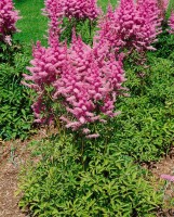 Astilbe x arendsii Amethyst 9 cm Topf - Größe nach Saison