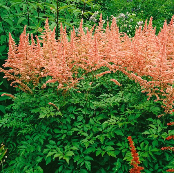 Astilbe x arendsii Anita Pfeifer 9 cm Topf - Größe nach Saison