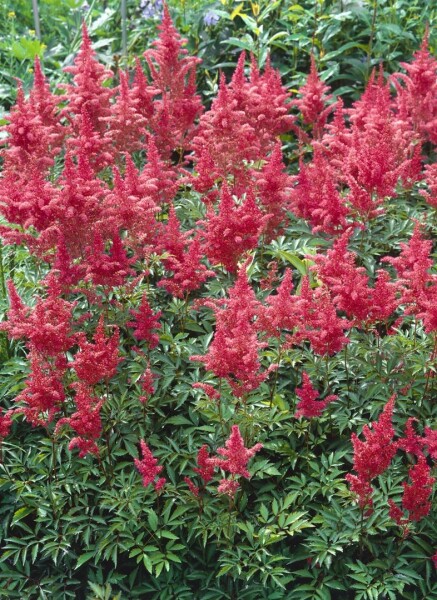 Astilbe x arendsii Augustleuchten 9 cm Topf - Größe nach Saison