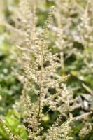 Astilbe x arendsii Brautschleier 9 cm Topf - Größe nach Saison