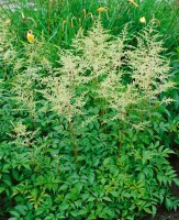 Astilbe x arendsii Brautschleier 9 cm Topf - Größe nach Saison