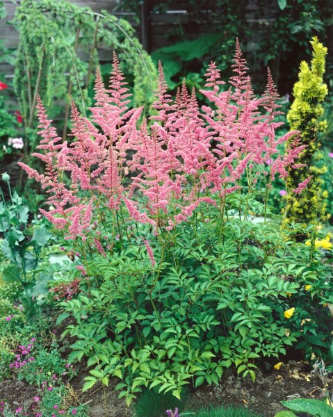 Astilbe x arendsii Bressingham Beauty 9 cm Topf - Größe nach Saison