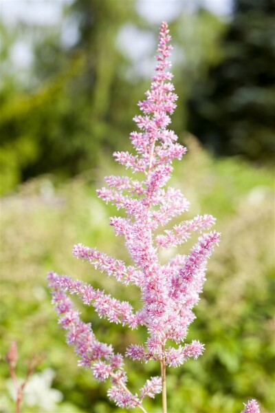 Astilbe x arendsii Cattleya 9 cm Topf - Größe nach Saison