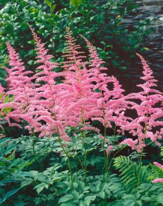 Astilbe x arendsii Cattleya 9 cm Topf - Größe nach Saison