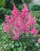 Astilbe x arendsii Cattleya 9 cm Topf - Größe nach Saison