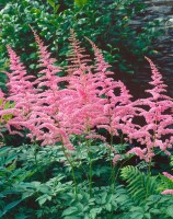 Astilbe x arendsii Cattleya 9 cm Topf - Größe nach Saison