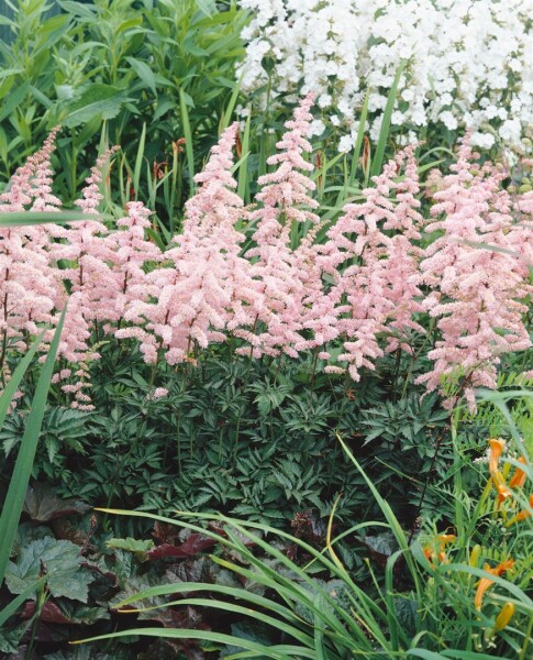 Astilbe x arendsii Grete Püngel 9 cm Topf - Größe nach Saison