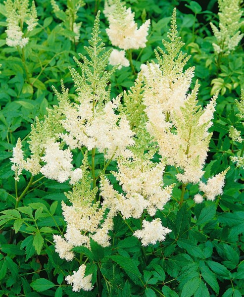 Astilbe x arendsii Weiße Gloria 9 cm Topf - Größe nach Saison