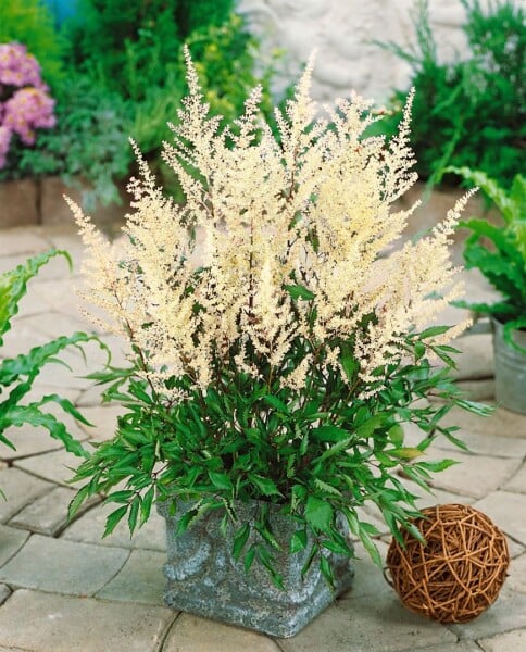 Astilbe x cult.Rock and Roll  -R- 11 cm Topf - Größe nach Saison