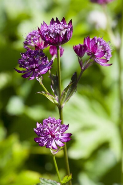 Astrantia major 9 cm Topf - Größe nach Saison