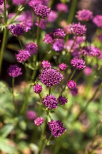 Astrantia major 9 cm Topf - Größe nach Saison