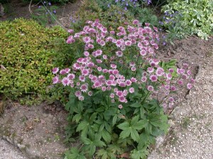 Astrantia major 9 cm Topf - Größe nach Saison