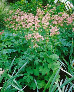 Astrantia major 9 cm Topf - Größe nach Saison