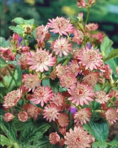 Astrantia major 9 cm Topf - Größe nach Saison