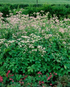 Astrantia major 9 cm Topf - Größe nach Saison