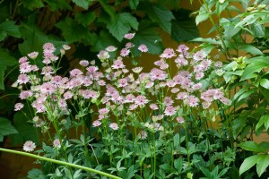 Astrantia major 9 cm Topf - Größe nach Saison