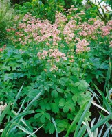 Astrantia major 9 cm Topf - Größe nach Saison