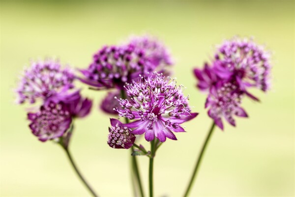 Astrantia major Abbey Road  -R- 11 cm Topf - Größe nach Saison