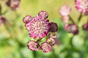 Astrantia major Abbey Road  -R- 11 cm Topf - Größe nach Saison