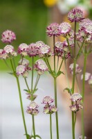 Astrantia major Abbey Road  -R- 11 cm Topf - Größe nach Saison