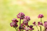 Astrantia major Abbey Road  -R- 11 cm Topf - Größe nach Saison