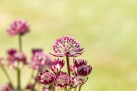 Astrantia major Abbey Road  -R- 11 cm Topf - Größe nach Saison