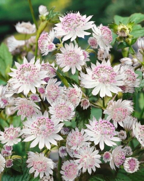 Astrantia major Buckland 11 cm Topf - Größe nach Saison