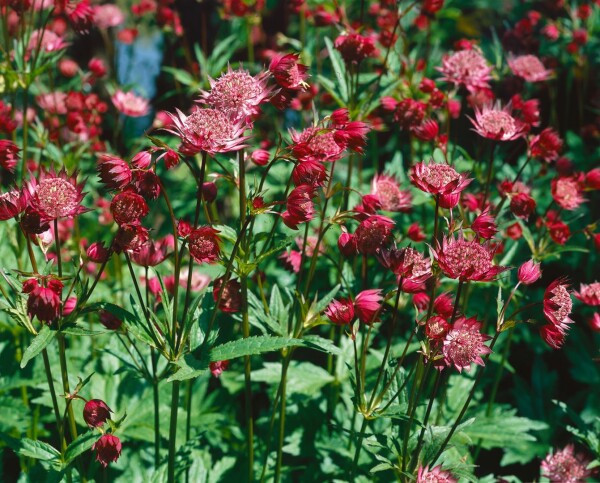 Astrantia major Hadspen Blood 11 cm Topf - Größe nach Saison