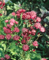 Astrantia major Hadspen Blood 11 cm Topf - Größe nach Saison