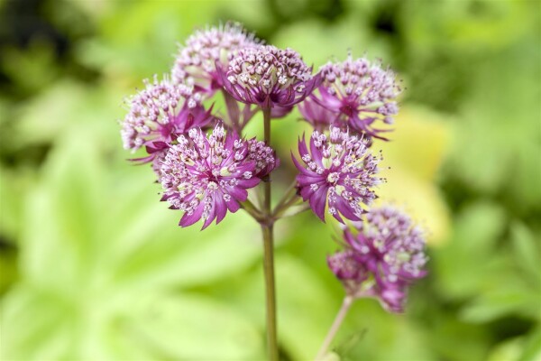 Astrantia major Primadonna 11 cm Topf - Größe nach Saison