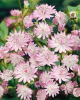 Astrantia major Primadonna 11 cm Topf - Größe nach Saison