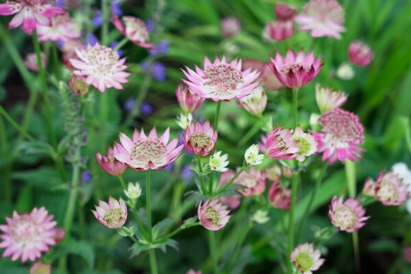 Astrantia major Rosea 11 cm Topf - Größe nach Saison