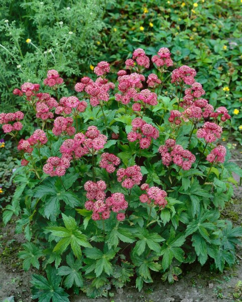 Astrantia major Rosensinfonie 9 cm Topf - Größe nach Saison