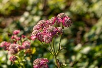 Astrantia major Rosensinfonie 9 cm Topf - Größe nach Saison