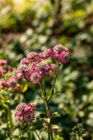 Astrantia major Rosensinfonie 9 cm Topf - Größe nach Saison