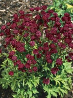 Astrantia major Ruby Cloud 9 cm Topf - Größe...