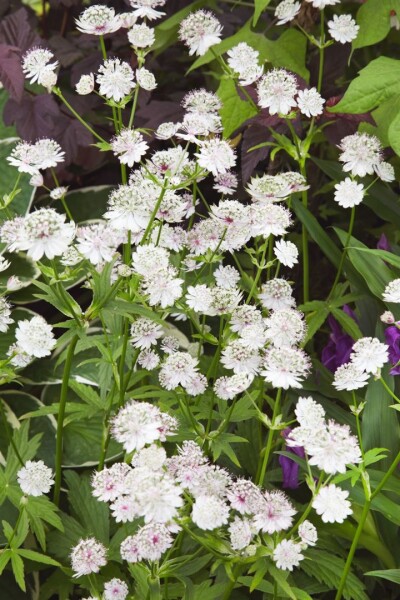 Astrantia major Star of Billion -R- 11 cm Topf - Größe nach Saison