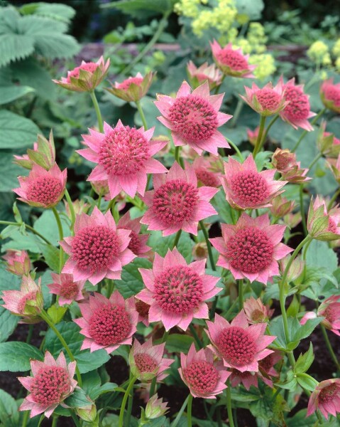 Astrantia maxima 9 cm Topf - Größe nach Saison