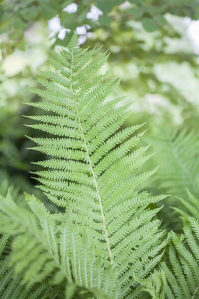 Athyrium filix-femina 9 cm Topf - Größe nach Saison