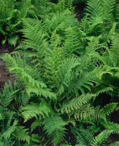 Athyrium filix-femina 9 cm Topf - Größe nach Saison