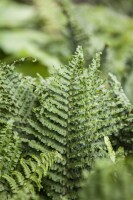 Athyrium filix-femina 9 cm Topf - Größe nach Saison