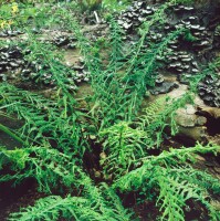 Athyrium filix-femina 9 cm Topf - Größe nach Saison