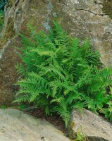 Athyrium filix-femina 9 cm Topf - Größe nach Saison