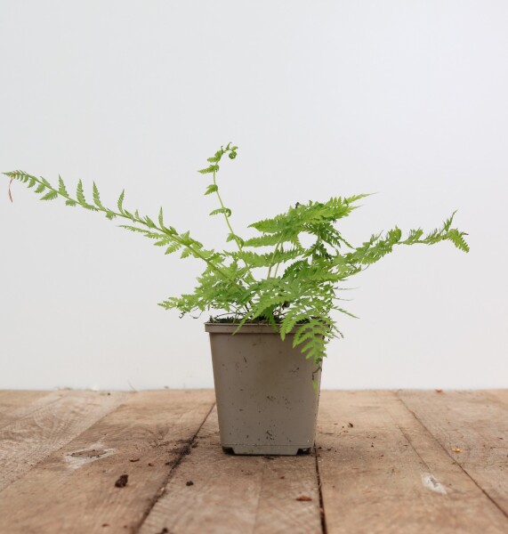 Athyrium filix-femina Lady in Red 9 cm Topf - Größe nach Saison