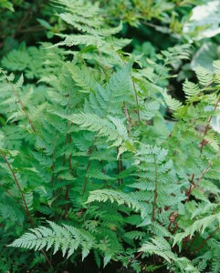 Athyrium filix-femina Lady in Red 9 cm Topf - Größe nach Saison